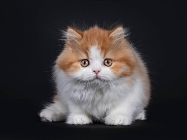 Önünde beyaz İngiliz Longhar kedisi olan sevimli kırmızı bir kedi. Doğrudan kameraya bakıyorum. Siyah arkaplanda izole.