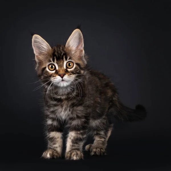 Krásně Značené Mramorované Tortie Maine Mýval Koťátko Stojící Čelem Dopředu — Stock fotografie