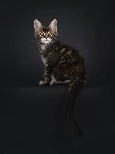 Güzel Işaretli Mermer Ördekli Maine Rakun Kedi Yavrusu Kenarlarda Oturuyor — Stok fotoğraf