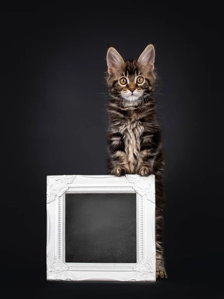 Beautifully Marked Marbled Tortie Maine Coon Cat Kitten Standing Blackboard — Stock Photo, Image