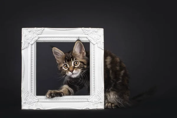 Pięknie Oznakowany Marmurkowy Tortie Maine Coon Kot Kotek Podglądający Przez — Zdjęcie stockowe
