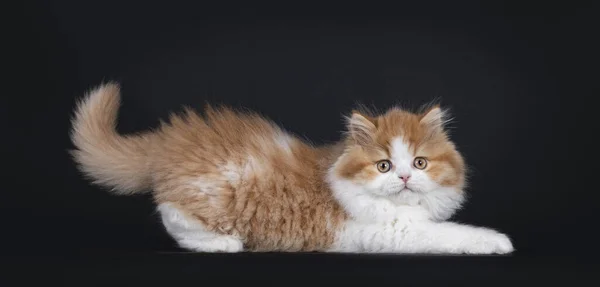 Cute Red White British Longhar Kitten Laying Stretching Side Ways — Stockfoto