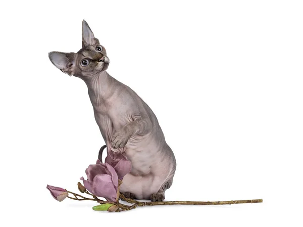 Gato Esfinge Bonito Sentado Lado Ramo Flor Magnólia Falso Olhando — Fotografia de Stock