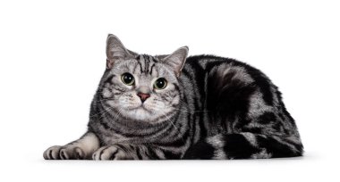 Yakışıklı gümüş tekir İngiliz Shorthair yetişkin erkek kedisini lekeledi. Yan yana uzanmış, başı dönük ve yeşil gözlerle kameraya bakıyordu. Beyaz arkaplanda izole.