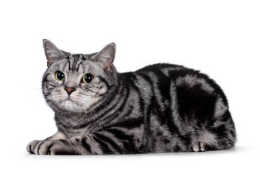 Yakışıklı gümüş tekir İngiliz Shorthair yetişkin erkek kedisini lekeledi. Yan yatmış, yeşil gözlerle kameraya bakıyor. Beyaz arkaplanda izole.