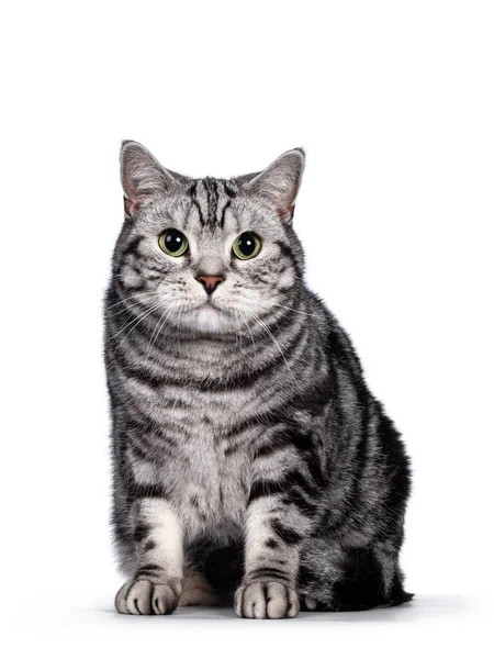 Handsome Silver Tabby Blotched British Shorthair Adult Male Cat Sitting — Stock Photo, Image