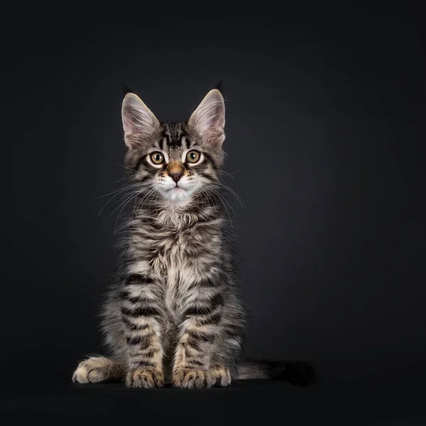 Süßes Schwarzes Gestromtes Maine Coon Katzenkätzchen Sitzend Nach Vorne Gerichtet — Stockfoto