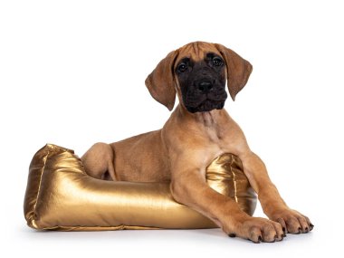 Yakışıklı yavru geyik / sarışın Büyük Danimarkalı köpek yavrusu, altın sepetin önünde yatıyor. Siyah, parlak gözlerle objektife bakıyor. Beyaz arkaplanda izole.
