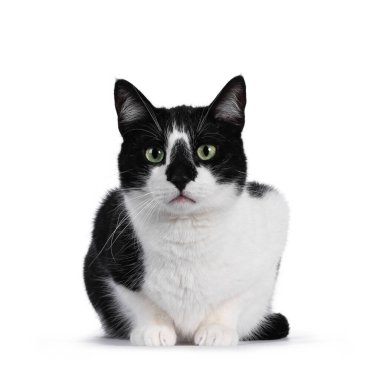 Şirin siyah beyaz ev kedisi, yüzü öne dönük oturuyor. Büyüleyici yeşil gözlerle kameraya bakıyor. Beyaz arkaplanda izole.