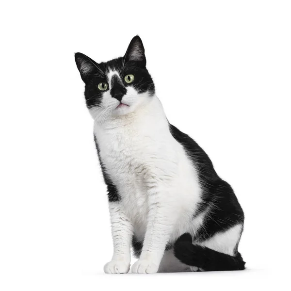 Cute Black White House Cat Sitting Side Ways Looking Camera — Stock Photo, Image