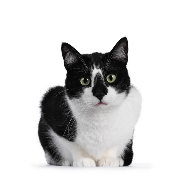 Cute Black White House Cat Sitting Facing Forwards Looking Camera Royalty Free Stock Images