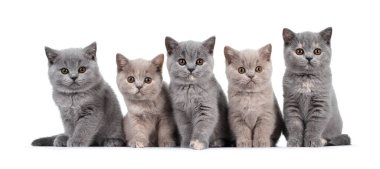 Beş sıra leylak ve mavi tortie İngiliz Shorthair kedi yavruları, yan yana oturuyorlar. Hepsi kameraya bakıyor ve yuvarlak kahverengi gözlü merceğe bakıyor. Beyaz arkaplanda izole.