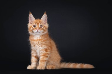 Tatlı kırmızı Maine Rakunu kedi yavrusu yan yana oturuyor. Kameraya dikkat. Siyah arkaplanda izole.