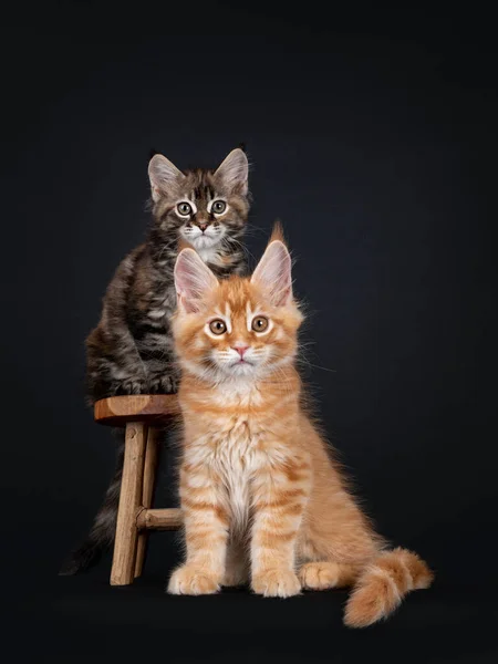 Cute Czerwony Maine Coon Kotki Kot Siedzi Obok Małym Drewnianym — Zdjęcie stockowe