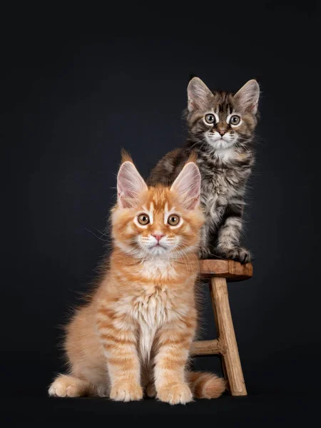 Niedliche Rote Und Maine Coon Katzenbabys Sitzen Neben Und Auf — Stockfoto