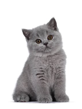 Şirin mavi İngiliz Shorthair kedisi, doğruluyor. Yuvarlak kahverengi gözlü ve şirin kafalı kameraya bakıyorum. Beyaz arkaplanda izole..