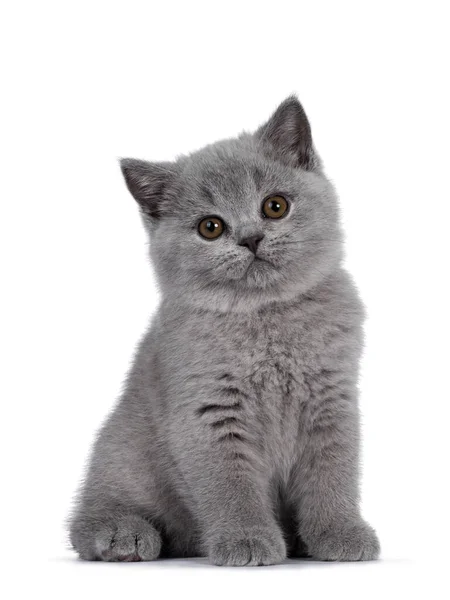 Gatinho Britânico Azul Bonito Sentado Cima Olhando Para Câmera Com — Fotografia de Stock