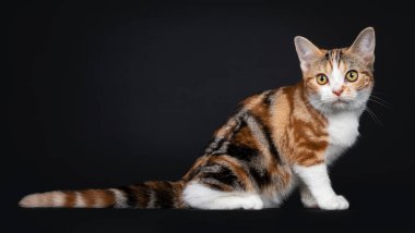 Güzel Amerikan Shorthair kedi yavrusu harika bir deseni var, yan yana oturuyor. Sarı gözlerle kameranın yanına bakıyordu. Siyah arkaplanda izole.