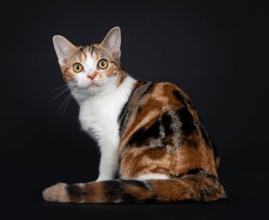 Güzel Amerikan Shorthair kedi yavrusu inanılmaz bir deseni var, geriye doğru oturuyor. Sarı gözlerle kameraya dik dik bakıyor. Siyah arkaplanda izole.