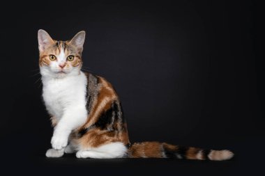 Güzel Amerikan Shorthair kedi yavrusu harika bir deseni var, yan yana oturuyor. Sarı gözlerle kameraya bakıyor. Siyah arka planda izole edilmiş. Bir patisi havada şakacıdır.