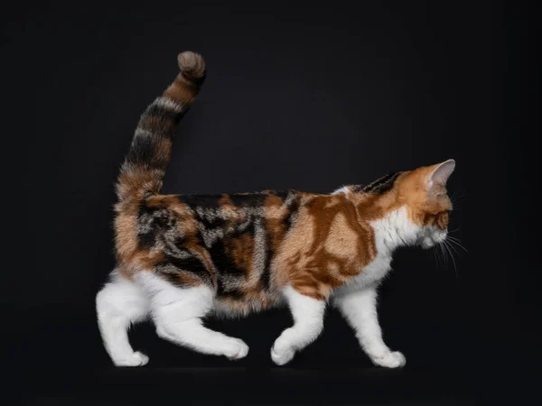Krásná Americká Krátkosrstá Kočička Úžasným Vzorem Kráčející Stranou Dívali Žlutýma — Stock fotografie