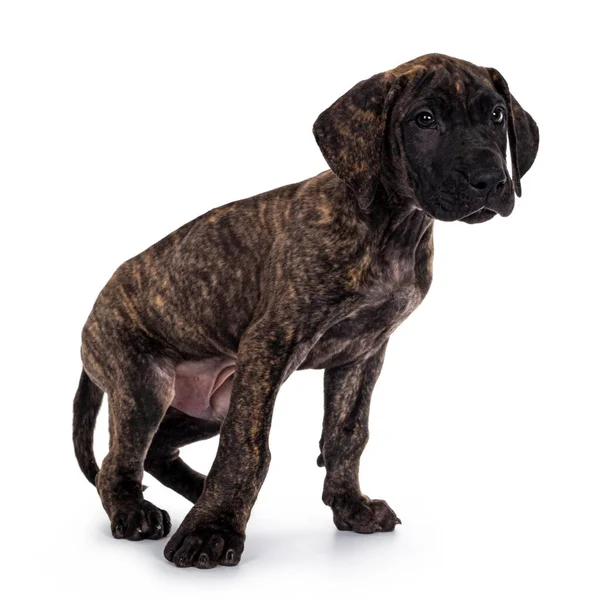 Bonito Brindle Escuro Cachorro Cão Great Dane Movimento Sentar Olhando — Fotografia de Stock