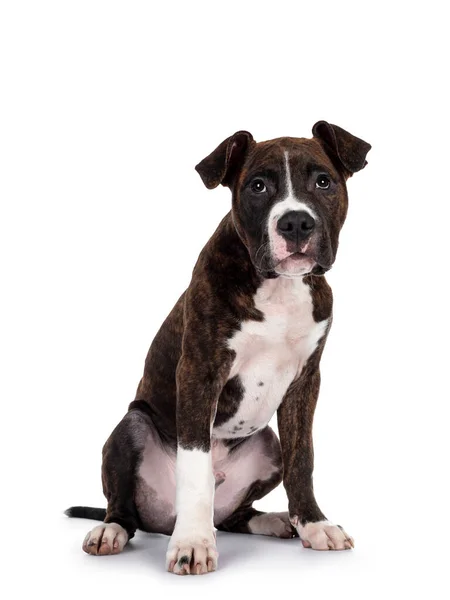 Young Brindle White American Staffordshire Terrier Dog Sitting Side Ways Stock Photo