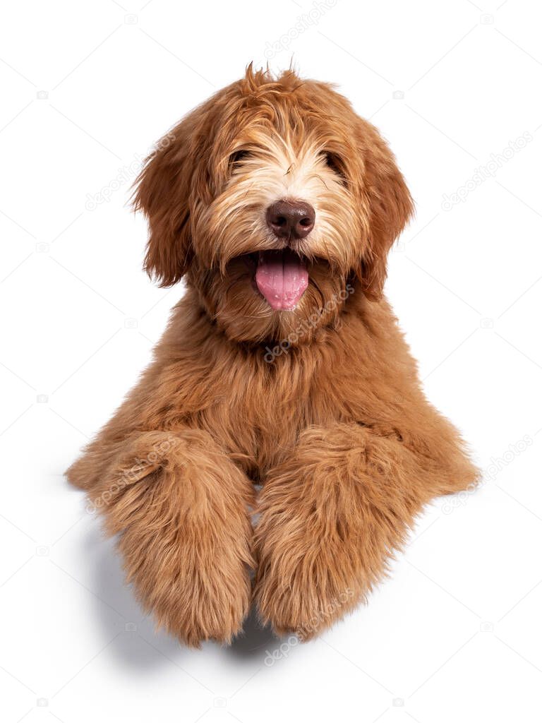 Fluffy caramel Australian Cobberdog, laying down facing front. Eyes not showing due long hair. Isolated on white background. Mouth open showing long tongue, paws over edge.