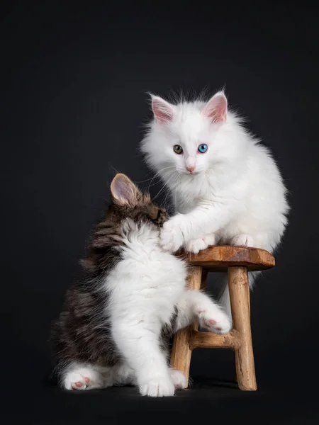 กแมวป ขาวและส ขาวตาส ขาวแปลก กแมวป านอร เวย ในการกดหน างเก งสองมองไปทางด — ภาพถ่ายสต็อก