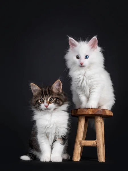 Гарненьке Чорне Набите Білим Твердим Білим Непарним Оком Норвезькі Кошенята — стокове фото