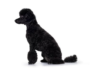 Şirin siyah minyatür kaniş köpeği, yan yana oturuyor. Parlak, siyah gözlerle yan tarafa bakıyor. Beyaz arkaplanda izole.