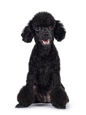 Şirin, siyah, minyatür bir kaniş köpeği, yüzü önde oturuyor. Doğrudan kameraya bakıyorum. Beyaz arka planda izole edilmiş. Ağzını aç..