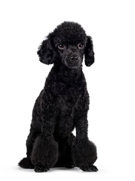 Lindo Perro Caniche Negro Miniatura Sentado Ligeramente Girado Mirando Hacia —  Fotos de Stock