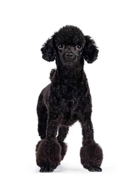 Lindo Perro Caniche Miniatura Negro Pie Caminando Frente Mirando Directamente —  Fotos de Stock