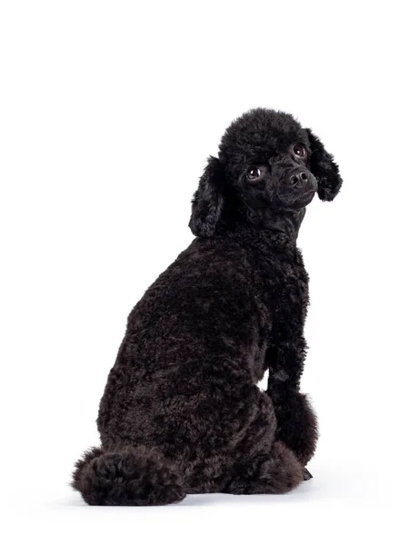 かわいい黒のミニチュアプードル犬 後方に座っている 光沢のある暗い目でレンズをまっすぐに肩を見下ろす 白地に隔離された — ストック写真