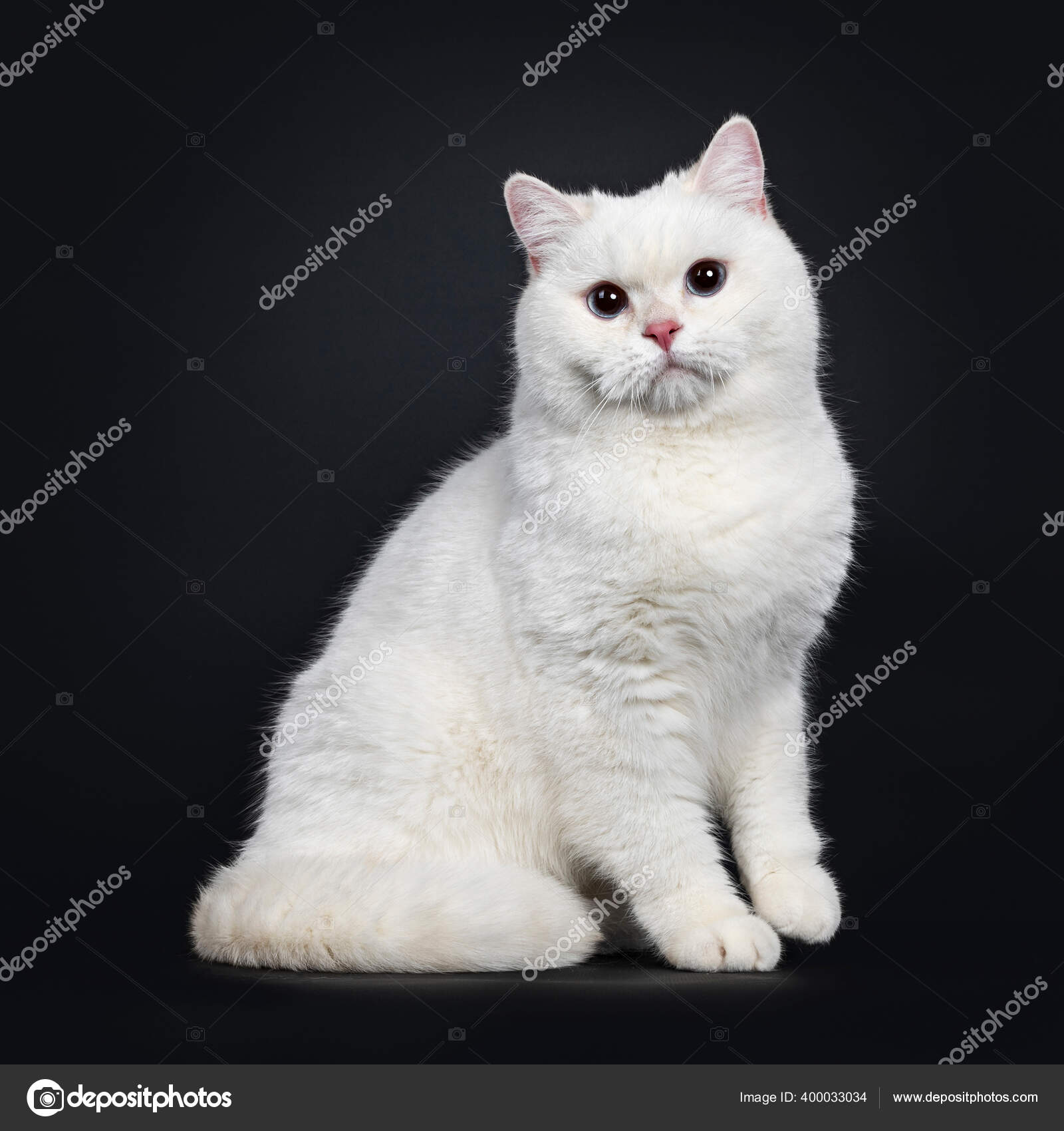 Young Adult Red Silver Shaded Cameo Point British Shorthair