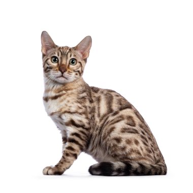 Genç kar bengli kedi yavrusu, yan yana oturuyor. Yeşilimsi gözlerle kameraya bakıyorum. Beyaz arkaplanda izole.