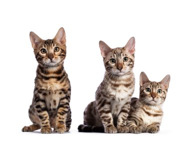 Üç sıra bengal kedi yavrusu, yan yana oturuyorlar. Herkes kameraya bakıyor. Beyaz arkaplanda izole.