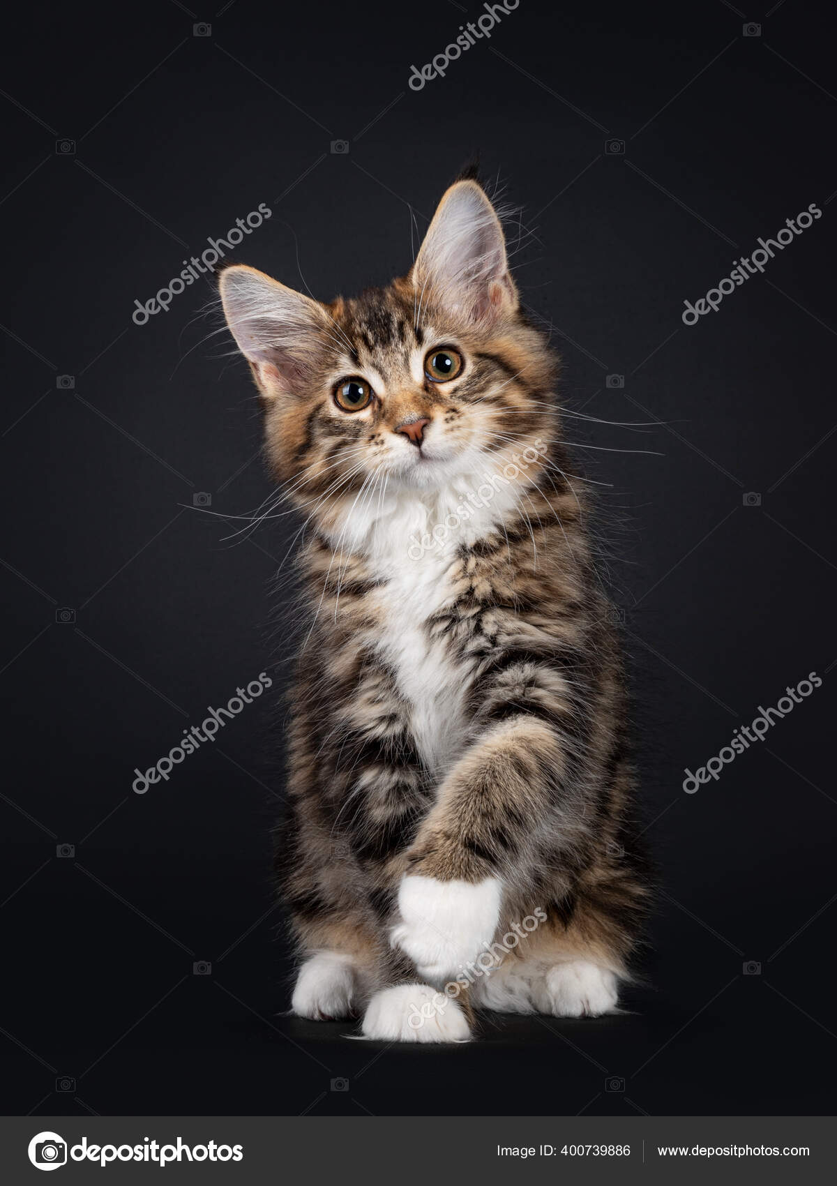 Very Sweet Tortie Maine Coon Cat Kitten White Socks Sitting Stock Photo Image By C Nynkevanholten
