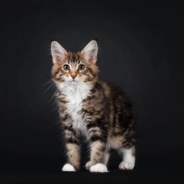 Sehr Süßes Schildpatt Maine Coon Katzenkätzchen Das Etwas Seitlich Steht — Stockfoto