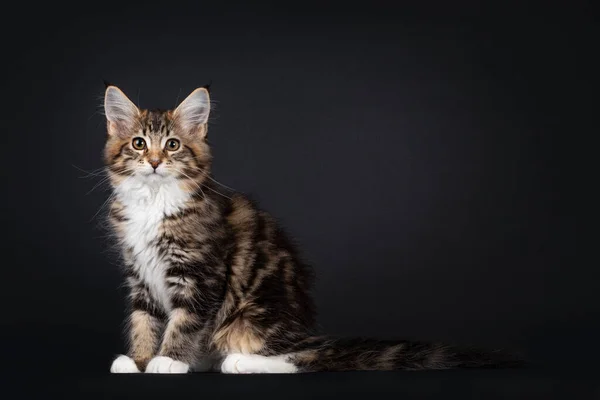 Velmi Sladká Tortie Maine Mýval Kočka Koťátko Bílými Ponožkami Sedí — Stock fotografie