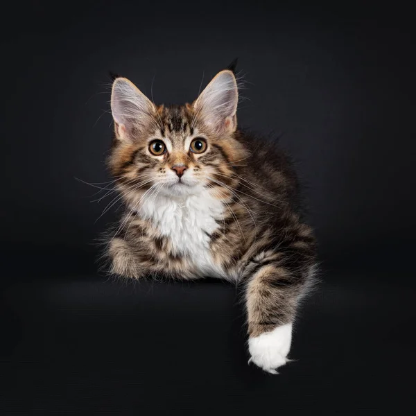 Velmi Sladká Tortie Maine Mýval Kočka Koťátko Bílými Ponožkami Ležící — Stock fotografie