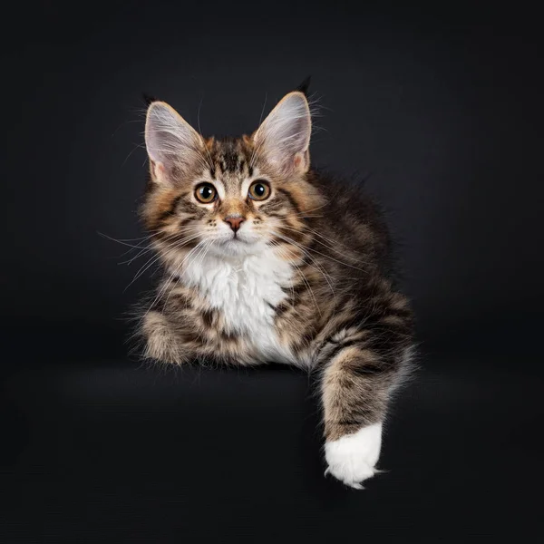 Very Sweet Tortie Maine Coon Cat Kitten White Socks Laying — Stock Photo, Image