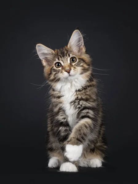 Velmi Sladká Tortie Maine Mýval Kočka Koťátko Bílými Ponožkami Sedí — Stock fotografie