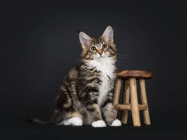 Muy Dulce Tortie Maine Coon Gato Gatito Con Calcetines Blancos —  Fotos de Stock