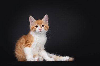 Cute red and white Maine Coon cat kitten, sitting side ways on butt. Looking towards camera Isolated on black background.