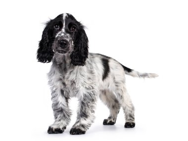 Cute young blue roan Cockerspaniel dog / puppy,  standing side ways. Looking straight at camera with dark brown eyes. Isolated on white background. clipart