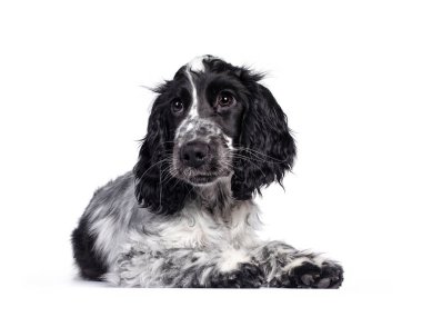 Şirin mavi roan horozu Cockerspaniel köpek / köpek yavrusu, yan yana uzanıyor. Koyu kahverengi gözlerle kameranın yanına bakıyordu. Beyaz arkaplanda izole.