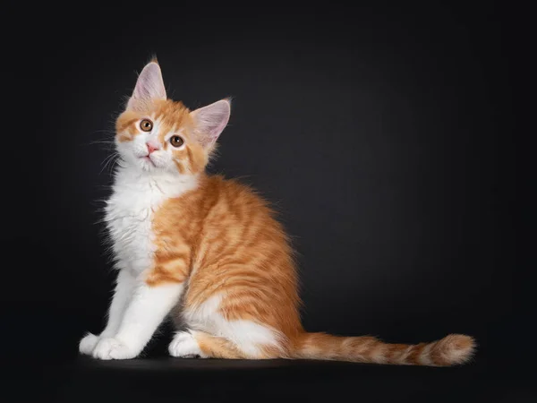 Cute Red White Maine Coon Cat Kitten Sitting Side Ways — стоковое фото