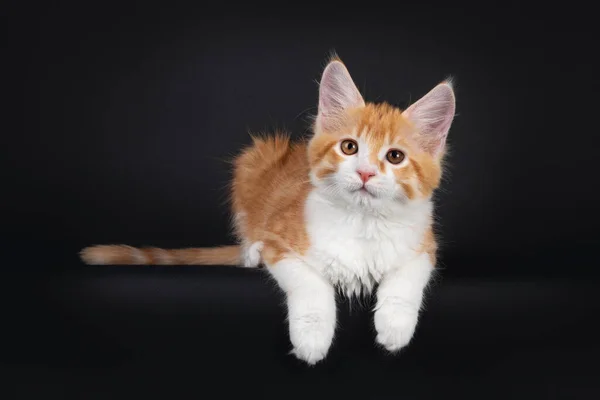 Gatinho Gato Bonito Vermelho Branco Maine Coon Pendurado Com Patas — Fotografia de Stock